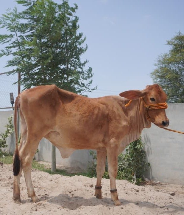 Ladoo, a young Sahiwal heifer available for sponsorship