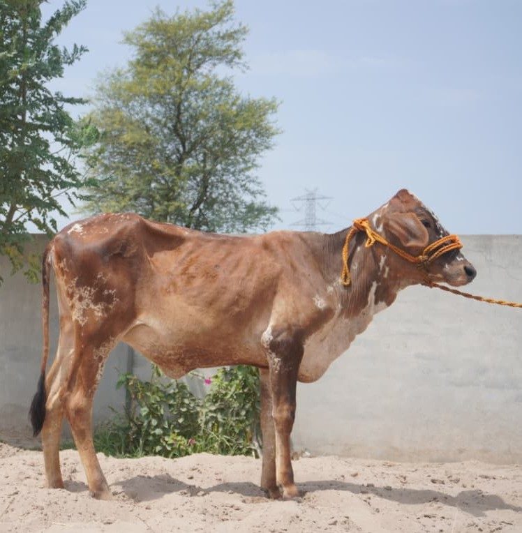 Guriya, a young Cholistani heifer available for sponsorship