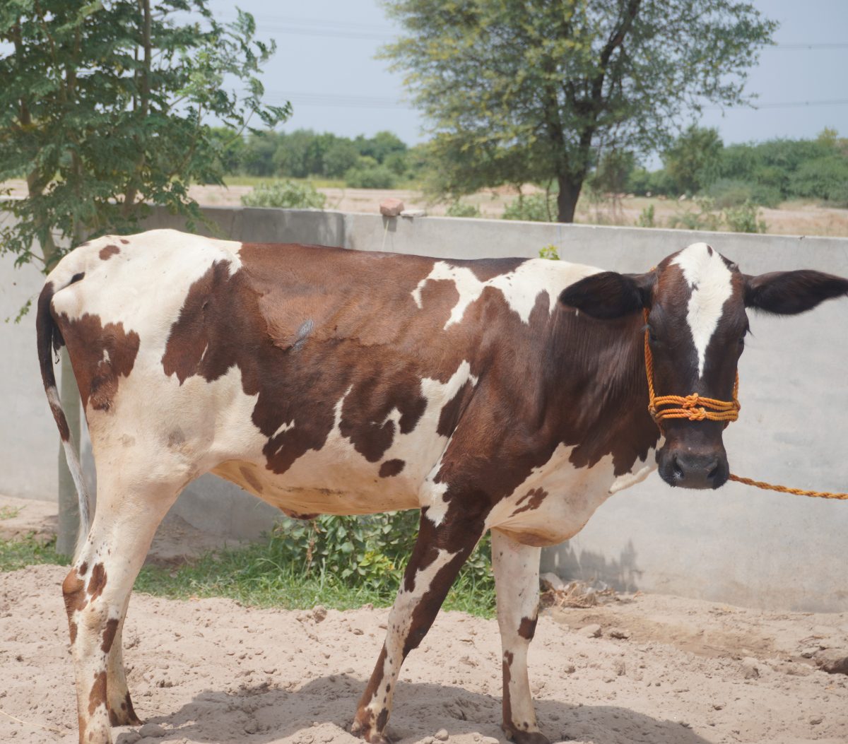 Heer, a Holstein Friesian heifer part-sponsored by a project partner