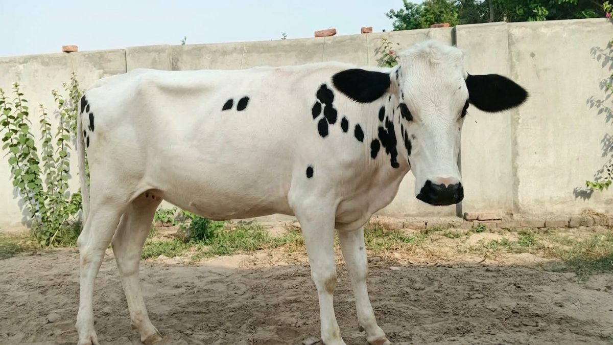 Chandani, a Holstein Friesian heifer available for sponsorship