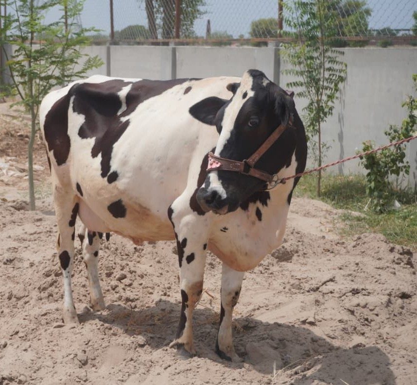 Sohni, a Cholistani Friesian cow available for sponsorship