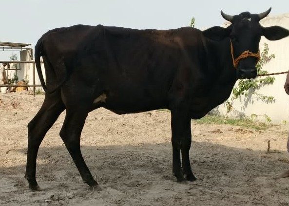 Rano, a Holstein Friesian cow available for sponsorship